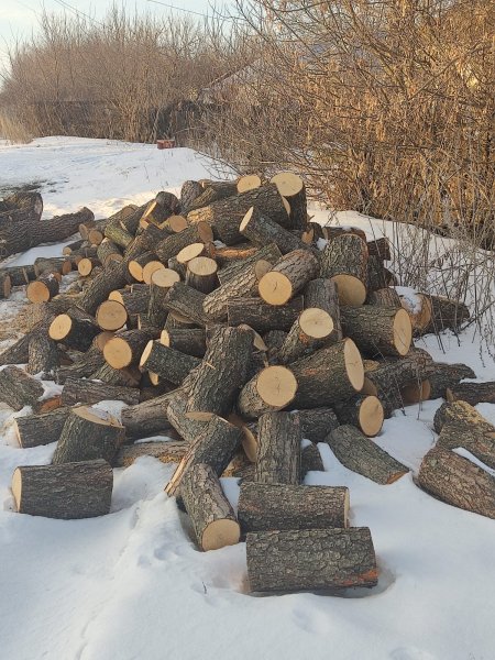 Сотрудники ОМВД «Инжавинский» раскрыли факт незаконной рубки деревьев