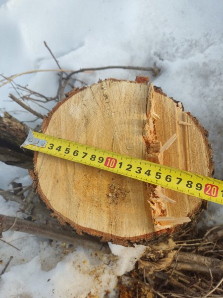 Сотрудники ОМВД «Инжавинский» раскрыли факт незаконной рубки деревьев